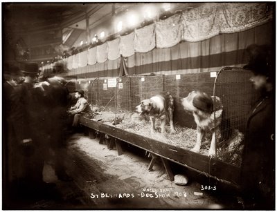 St Bernard at the 1908 Westminster Kennel Club Dog Show