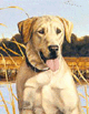 Labrador Picture