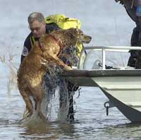 Texas dog being pulled on a boat after looking for parts of the shuttle craft